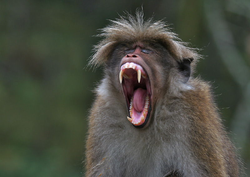 Роспотребнадзор: в Африке появился вирус, передающийся от обезьяны туристу