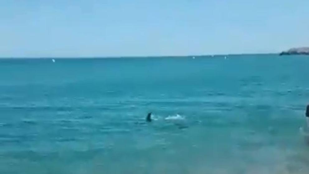 Акула, приблизившаяся к берегу, вызвала панику на пляже Матаро