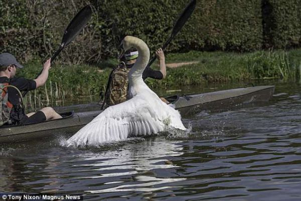 Агрессия из-за жены. В Англии боевая птица Альберт избивает туристов, катающихся по его водоему