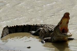 На пляжах Пхукета больше не купаются. Там ловят крокодила