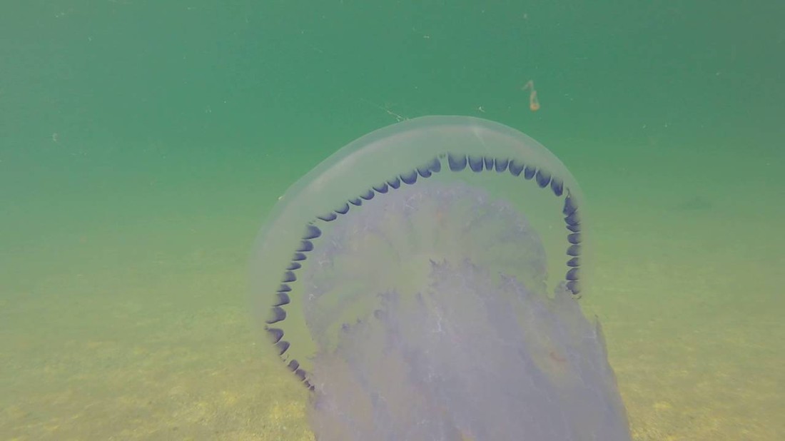 Крым «порадовал» туристов холодной водой и медузами