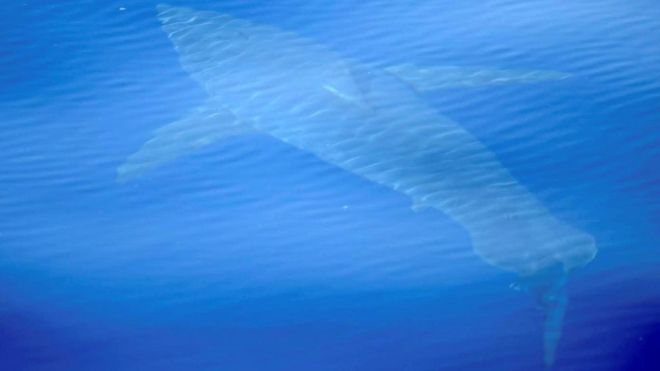 Белая акула обнаружена вблизи архипелага Кабрера впервые за последние 30 лет