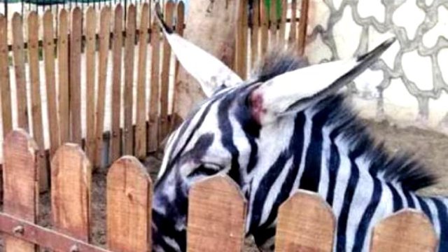 Зоопарку нужна зебра — там покрасили осла