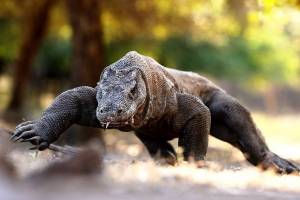 Гигантский ящер в индонезийском парке страдает из-за туристов