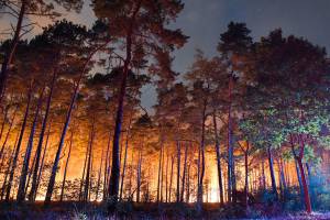 В пригороде Берлина бушует страшный лесной пожар