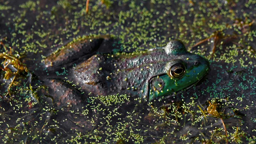 Лягушка-бык угрожает биологическому разнообразию дельты реки Эбро