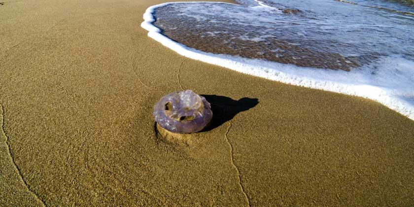 Новое испанское мобильное приложение поможет узнать о наличии медуз на побережье