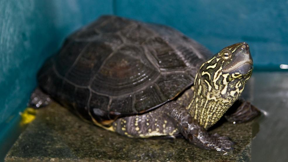 На Канарах внутри туристки обнаружили черепаху