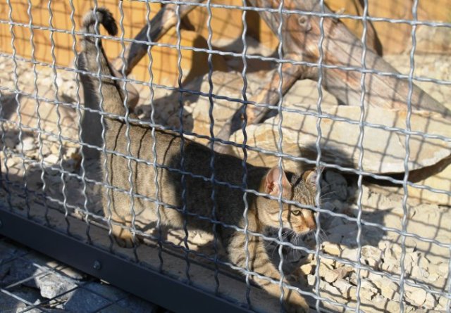 Музей диких котов открылся на Черниговщине