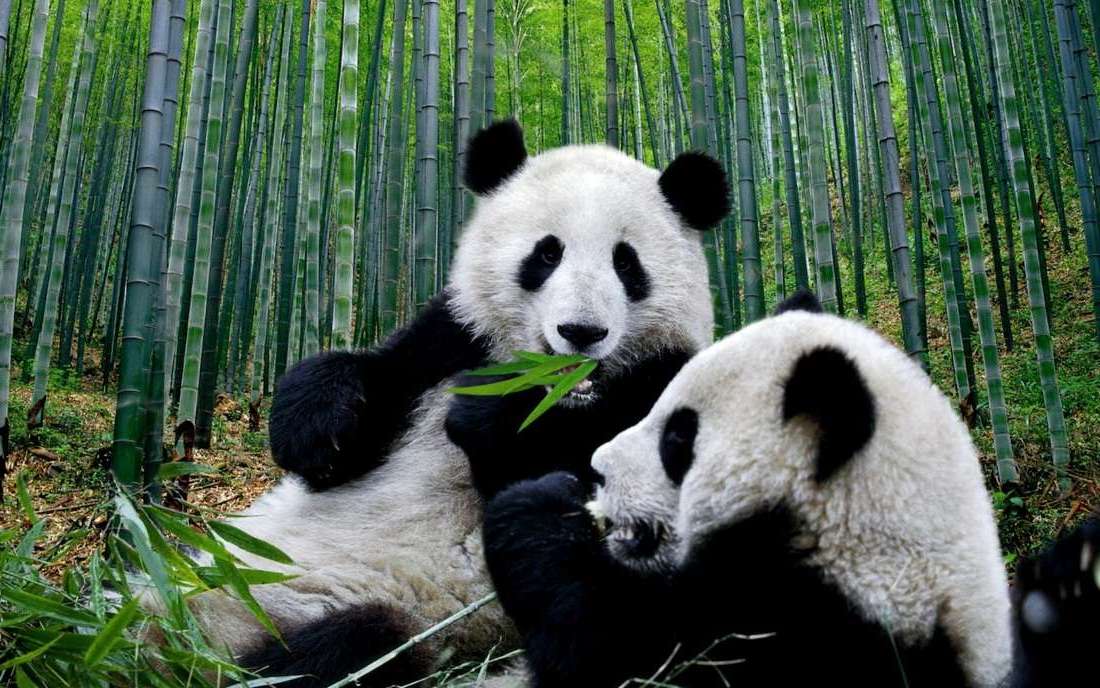 В Китае туристам запретили фотографироваться с пандами