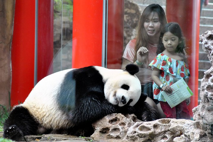 В Китае запретили туристам фотографироваться с пандами и кормить их. Штраф - 150 долларов