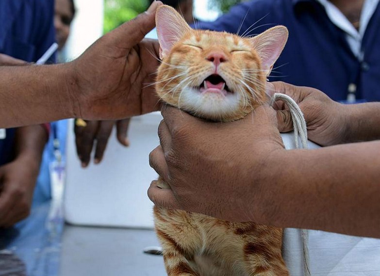 Турист умер после укуса бешеной кошки в Марокко