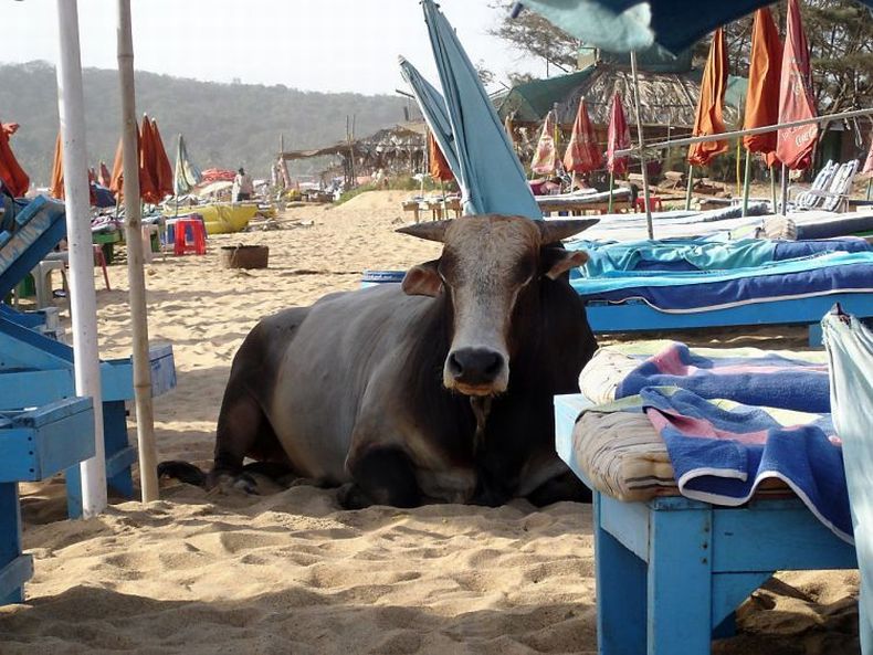 Индийский курорт Гоа прогнозирует на эту зиму сильнейший спад турпотока за последние годы