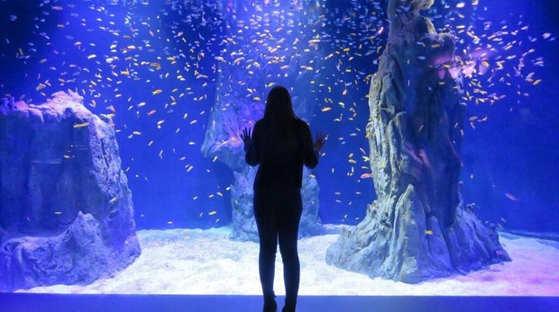 В Мадриде открылся новый интерактивный аквариум