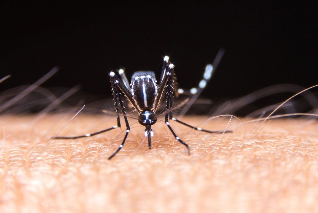 Перу, Таиланд и Вьетнам: Роспотребнадзор предупредил туристов о лихорадке денге