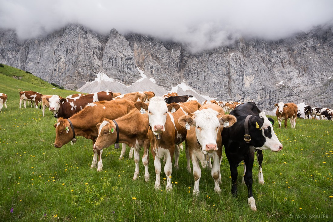 Сельский туризм: корова затоптала туриста и получила штраф в €500'000