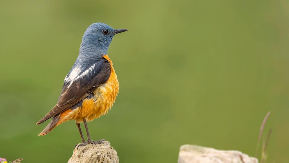 Из-за климатических изменений в Испании уменьшается популяция горных птиц