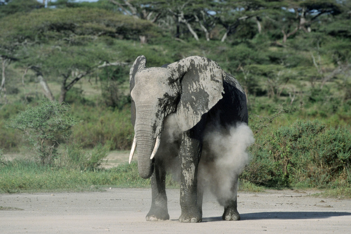В Таиланде во время экскурсии взбесившийся слон покалечил двух туристов
