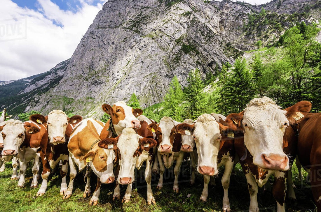 Австрия введет кодекс поведения туристов, чтобы их не затоптали коровы