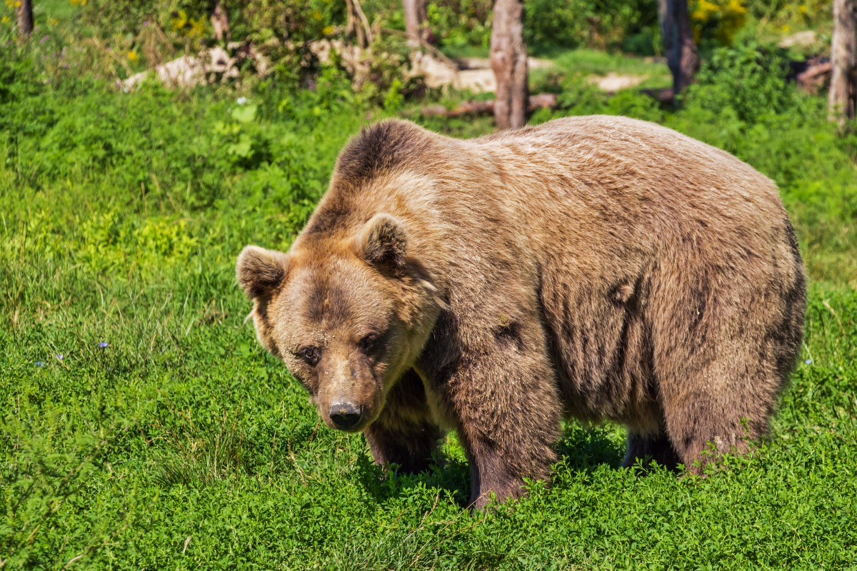 В Каталонии признали умершим медведя, который стал родоначальником популяции бурых медведей в Пиренеях