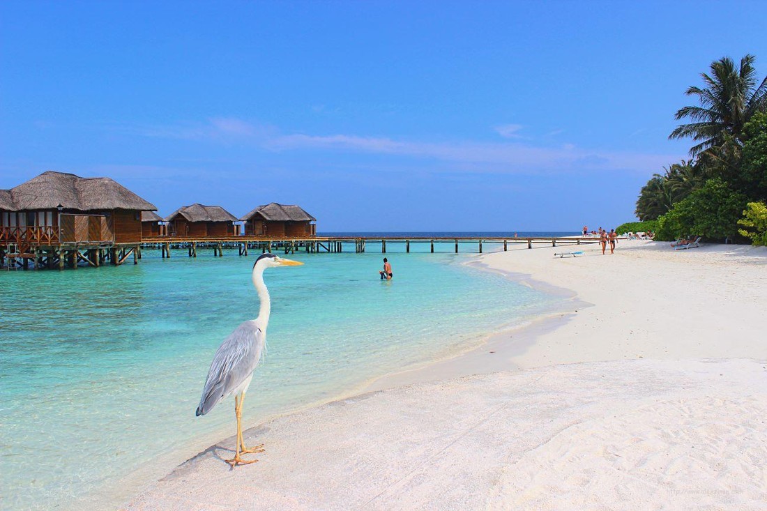 ГМИД договорился с Мальдивами о безвизовом режиме для туристов