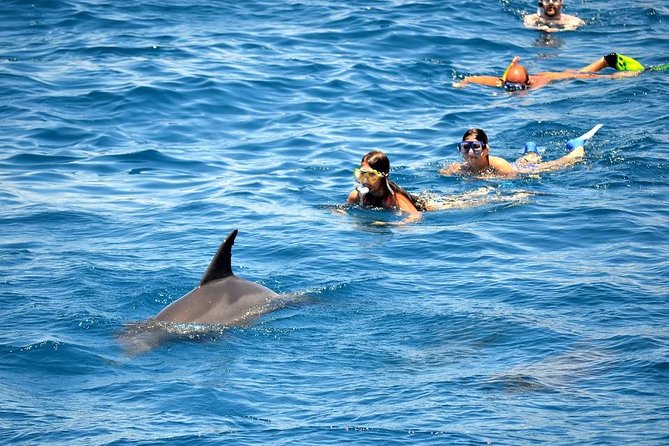 Туристам понравился новый дельфинарий в Хургаде