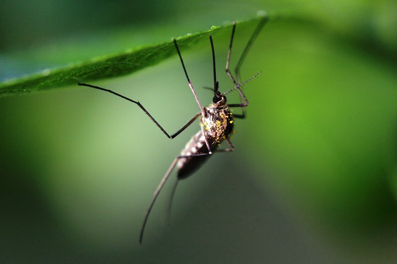 Ростуризм предупредил туристов об эпидемии лихорадки денге на Филиппинах