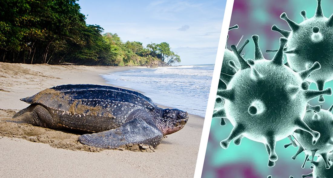 Коронавирус в Таиланде: на опустевшие от туристов пляжи впервые за 20 лет вернулись редкие морские черепахи