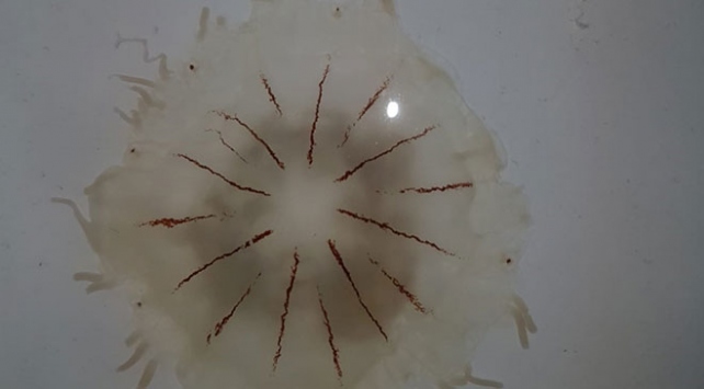 В Анталье обнаружен новый вид медуз