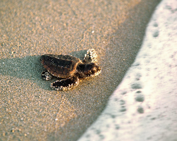 Морские черепахи начали гнездоваться на городских пляжах Каталонии