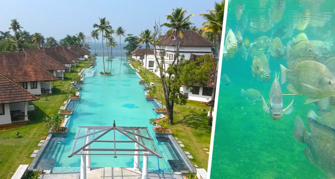 Индийский курорт: 5-звездочный отель в Керале сделал в бассейне рыбную ферму, чтобы выжить