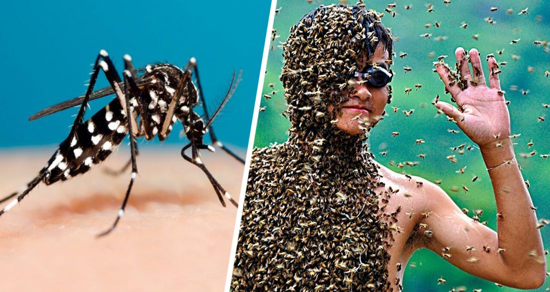 В Турции на людей начали нападать особо опасные комары