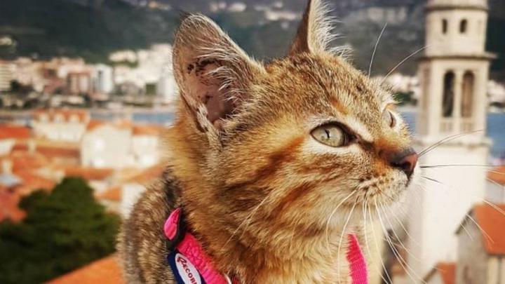 Как боснийская кошка и шотландский сварщик нашли друг друга и покоряют мир