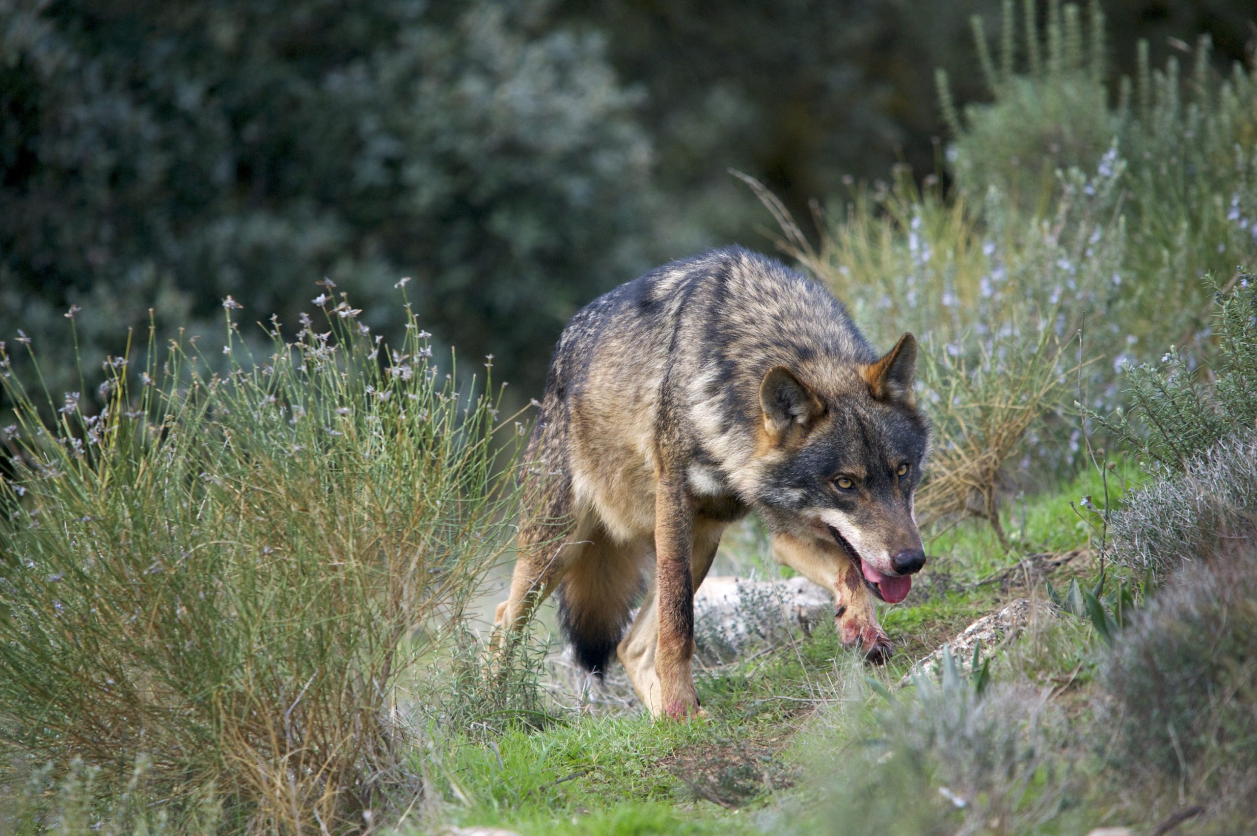 Где в Испании понаблюдать за иберийским волком в диких условиях?