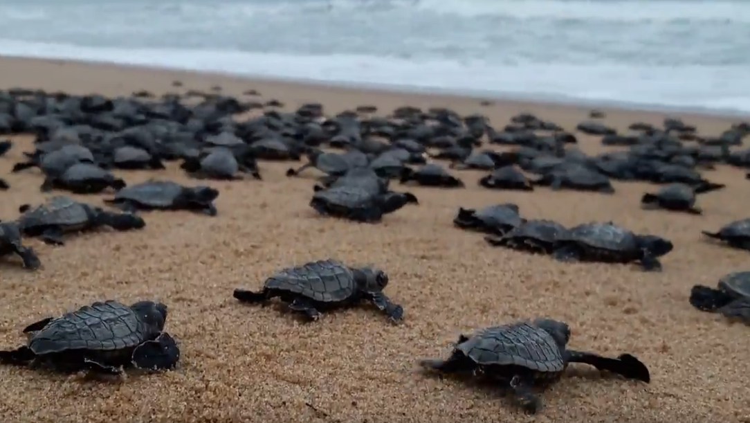 В Гоа туристические пляжи решили отдать черепахам