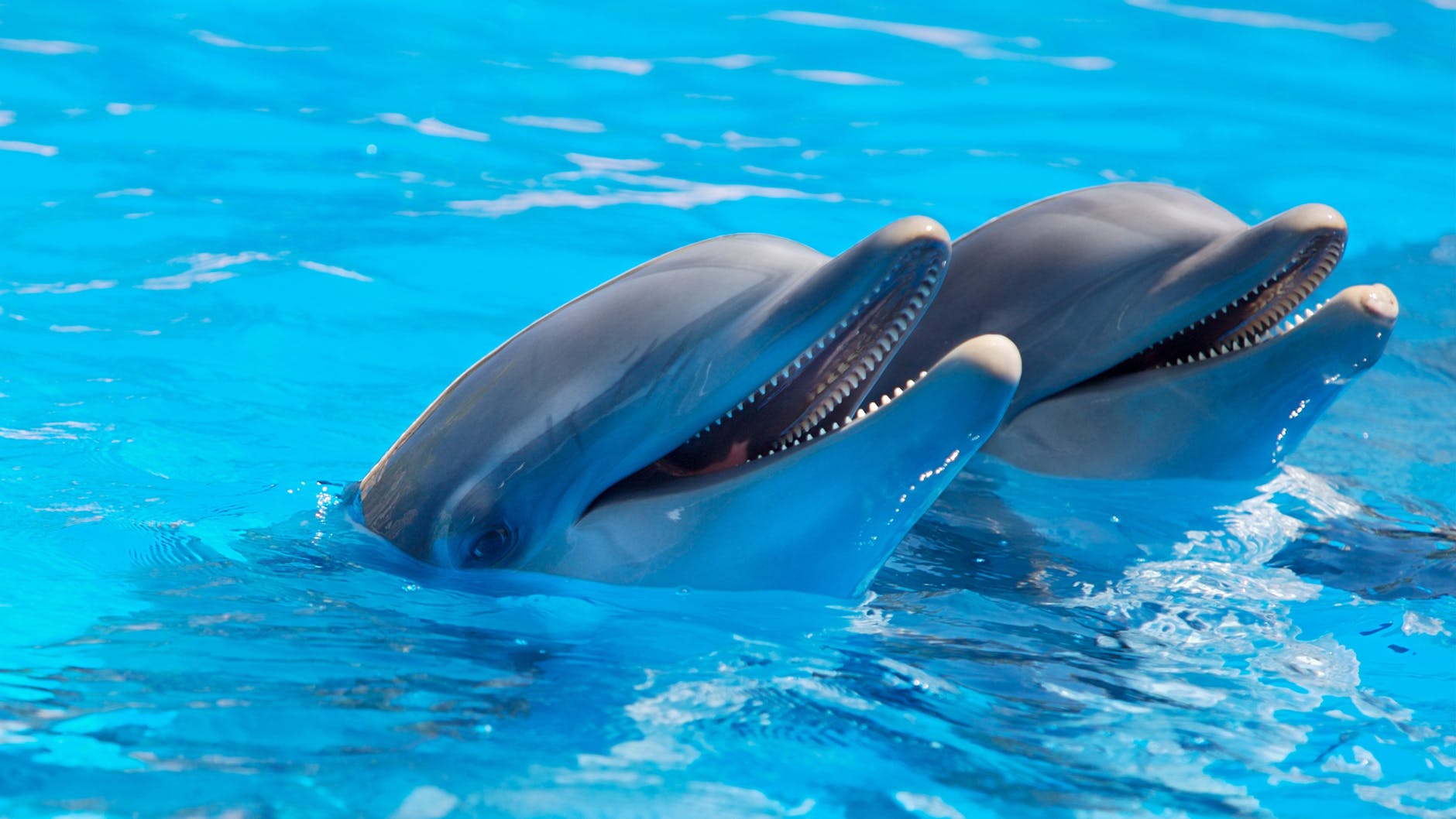Юная Оливия Мандле из Барселоны требует запрета дельфинариев в Испании