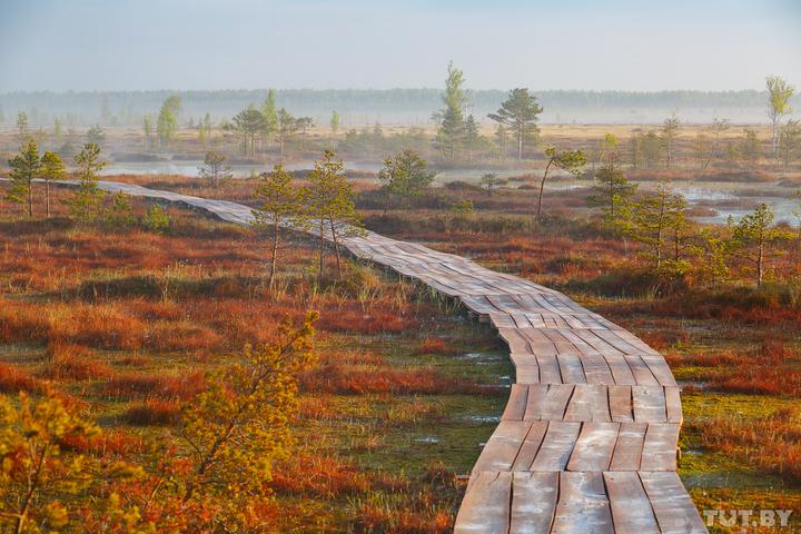 Хорошая новость для туристов: экотропа на болоте Ельня станет длиннее более чем на километр