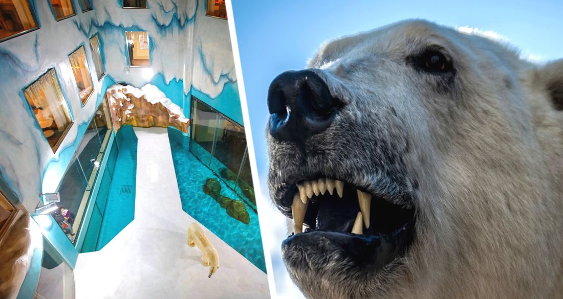 В отель к туристам подселили живых белых медведей