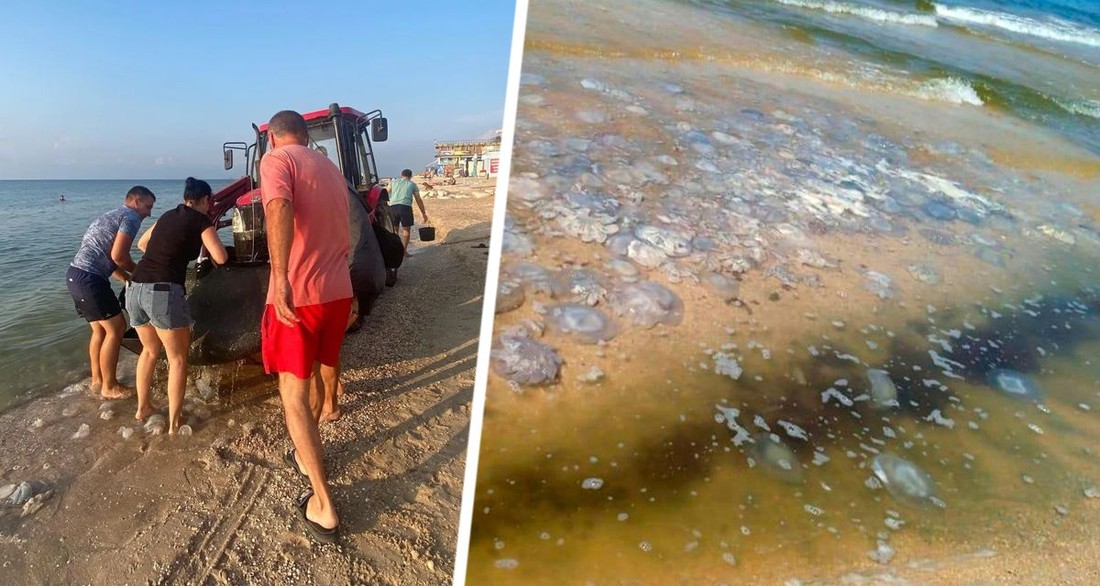 Медузы сорвали туристический сезон на популярном российском курорте