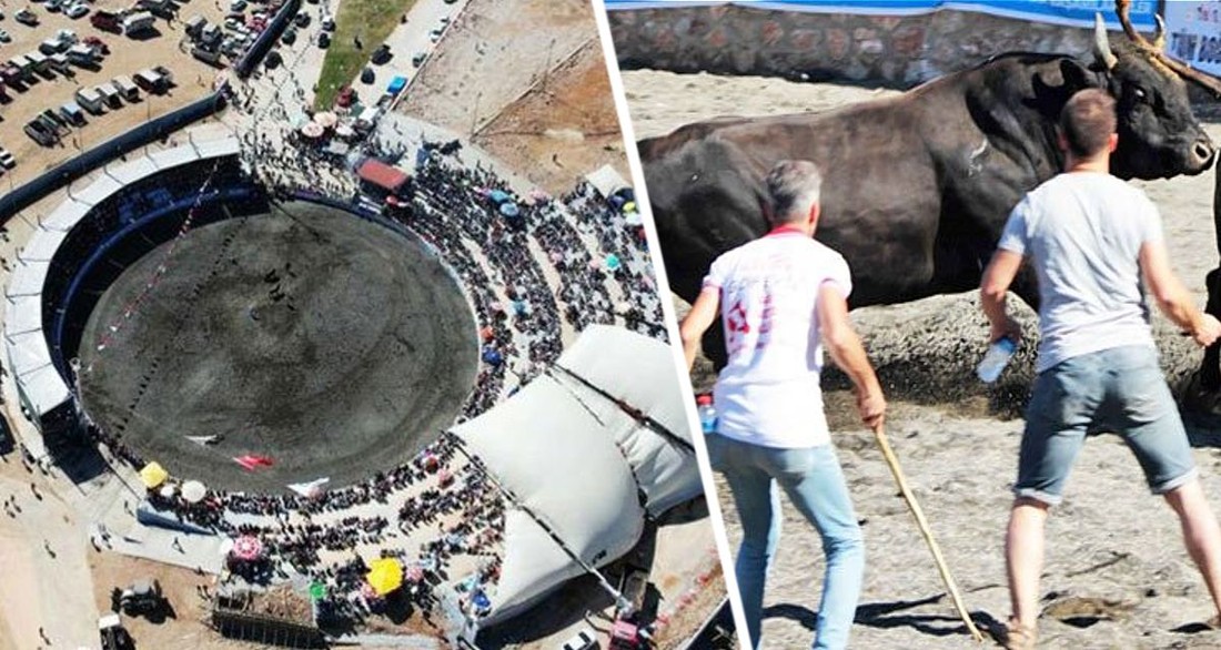На турецком курорте началась коррида: на арену свозят быков и туристов