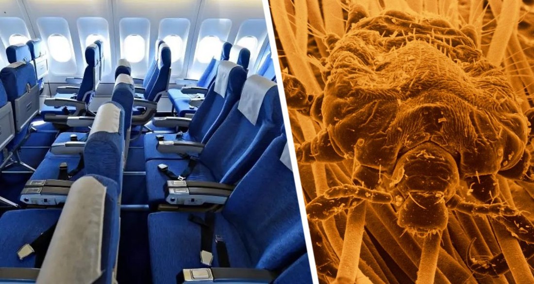 Туристов предупредили о риске заразиться вшами в самолете
