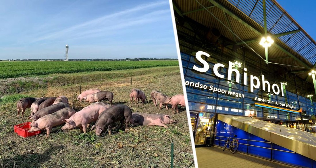 Свинский патруль: аэропорты в Европе начали использовать свиней для предотвращения авиакатастроф