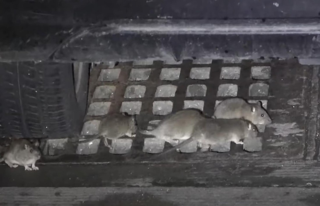 Крысы прыгают на туристов прямо днем: популярный курорт Средиземноморья заполонили полчища грызунов
