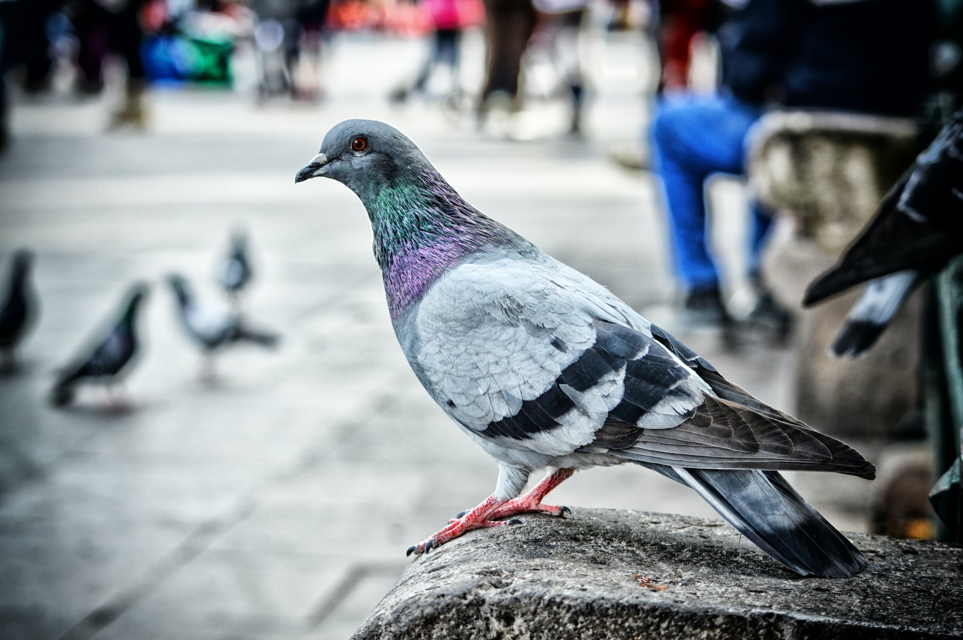 В Барселоне можно стать спонсором голубей с площади Plaza Catalunya