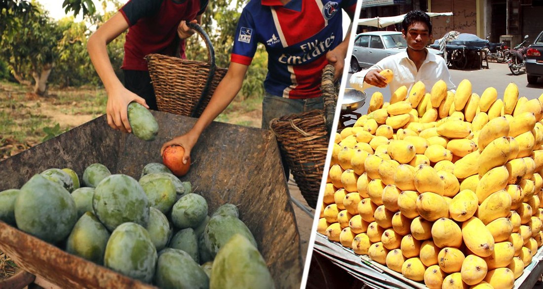 Эксперт сообщил россиянам, какие фрукты в Египте в декабре-январе лучше покупать и их реальную стоимость