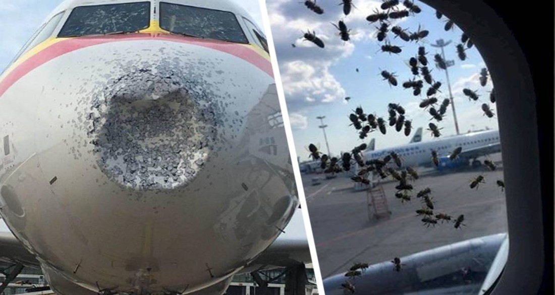 Самолеты крупнейшей авиакомпании оказались поражены насекомыми, которые могут привести к катастрофе лайнера
