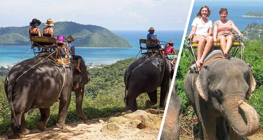 Туриста во время селфи убил слон