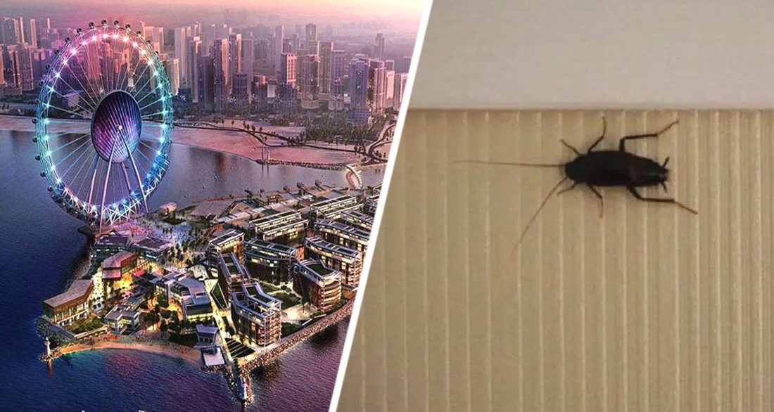 Есть тараканы, даже в ванной комнате: турагент рассказал, что такое отдых 2-звездочном отеле Дубая